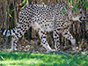 Cheetah stalking through what little jungle it gets