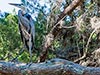 A heron in a cypress tree right before I pissed him off and he squaked while flying away