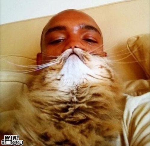 Cat Beard