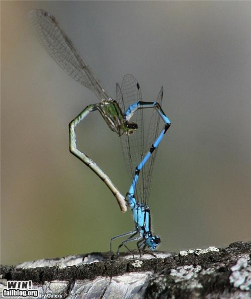 Dragonfly True Love