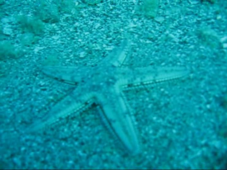 Starfish have little legs, but then can move fairly quickly