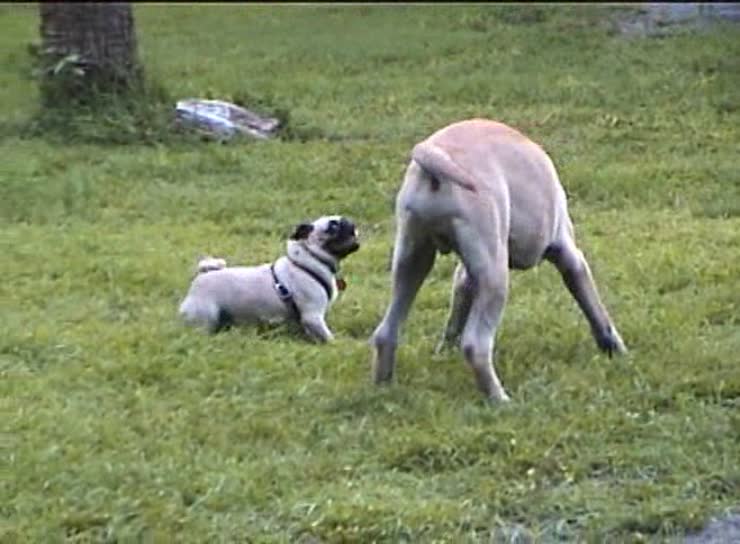 Tank getting owned by a pug at the dog park