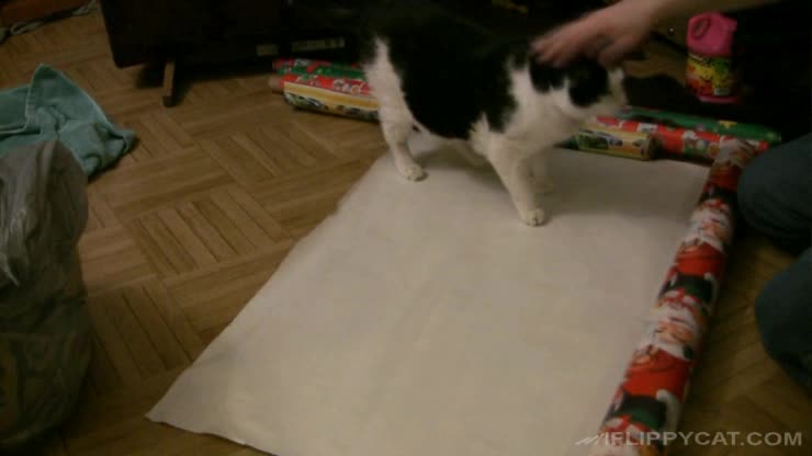 Here's how you wrap a cat for Christmas