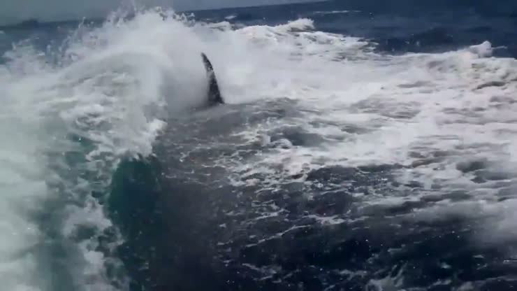 A killer whale surfing the wake of a boat
