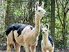 A baby alpaca with mom at Noah's Ark shortly after mom was shaved