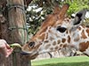 Baby tongue for a baby giraffe