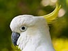 Bird Mugshot