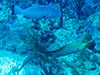 A black grouper and a morray eel traveling the reef together