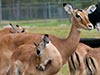 A herd of some antelope like creatures