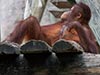 Young orangutan chillaxin' at Lowry Park Zoo