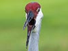 Sandhill Crane on bath salts