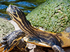 This turtle is practicing to be Superman.<br />He thinks the sun gives him powers.