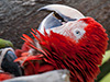 You sure know how to ruffle my feathers