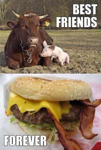 Cow and Pig: Best Friends that stay together
