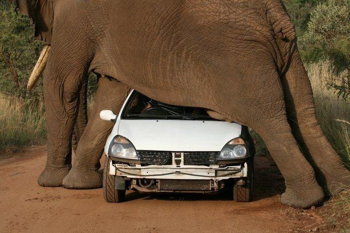 How Elephants Scratch Their Balls