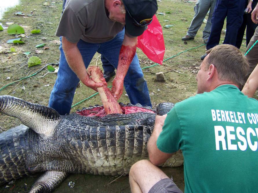 Arm Removed from Gator