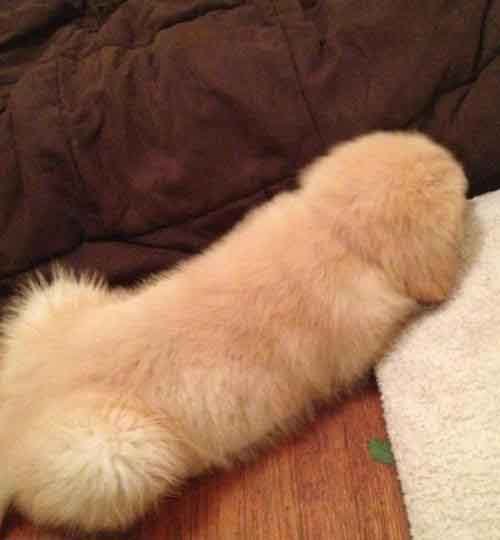 Penis Shaped Puppy