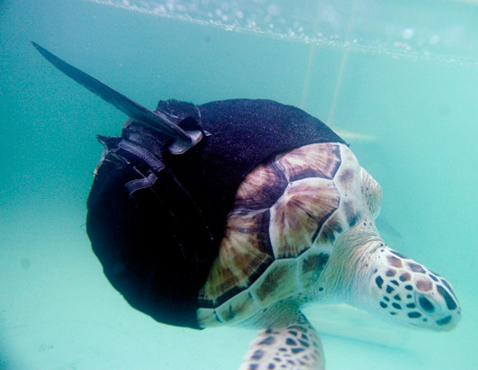 One Flipper Turtle