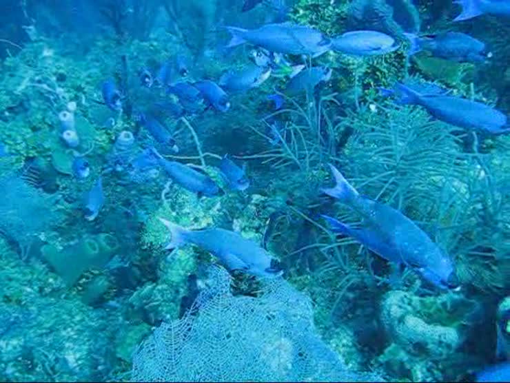 A school of blue fish swimming by in Belize before I got in their way