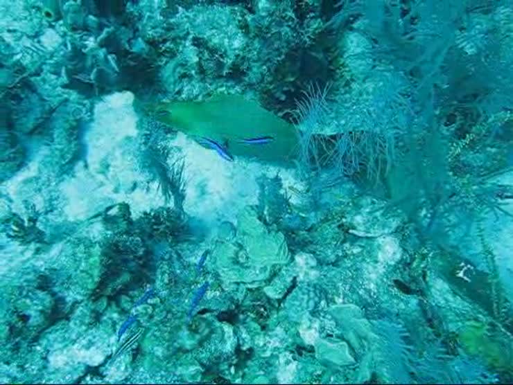 A mooray eel trying to hide in Belize