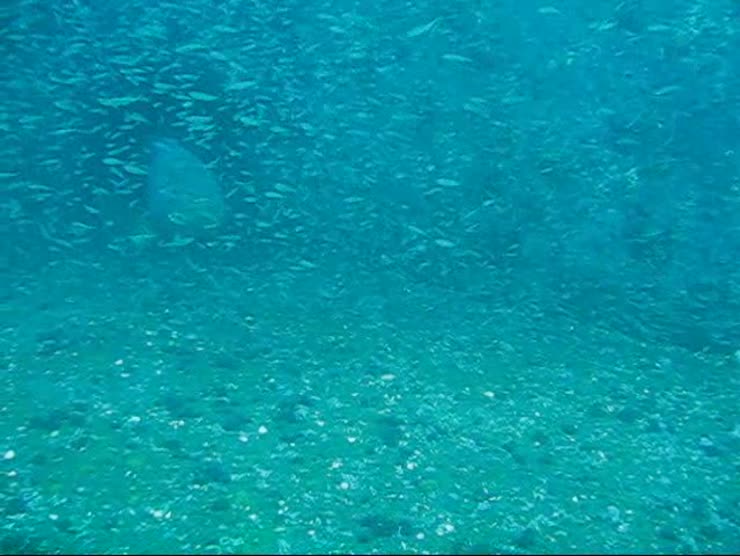 Notice two things in this video<br />1) The bait fish hang out around the back of the Jewfish for protection from other predators that won't get near a Jewfish, and<br />2) Big Jewfish can move <strong>fast</strong> and the bait fish regroup just as fast.