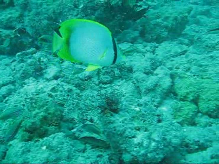 Ornamental Reef Fish