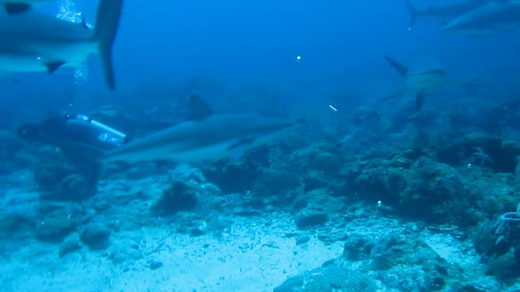 <strong>No cages</strong><br>Sharks patroling around the chum bucket on our shark dive