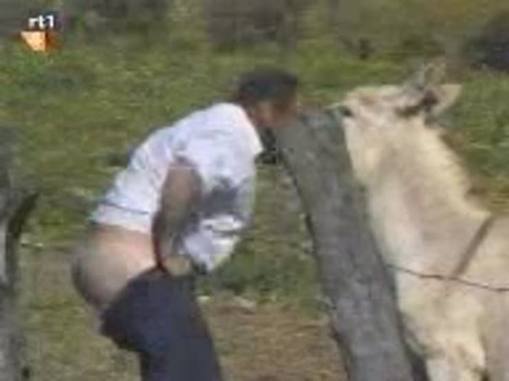He should have checked for randy donkeys before peeing in the pasture