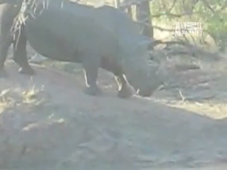 A baby rhino saves his momma