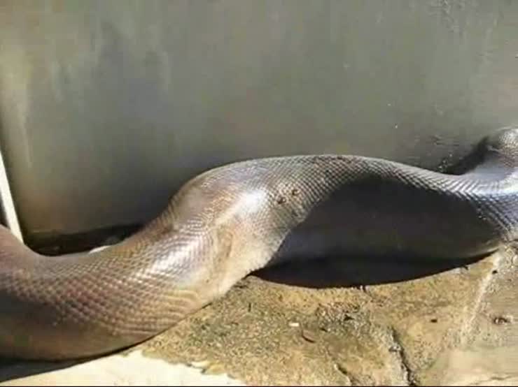 Check out the size on this snake - especially the head